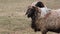 Herd of fat-tailed sheep in the zoo. 4K resolution video. Fat tailed sheep grazing at the field