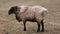 Herd of fat-tailed sheep in the zoo. 4K resolution video. Fat tailed sheep grazing at the field