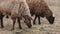 Herd of fat-tailed sheep in the zoo. 4K resolution video. Fat tailed sheep grazing at the field. Farm animals.