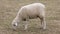 Herd of fat-tailed sheep in the zoo. 4K resolution video. Fat tailed sheep grazing at the field. Farm animals.