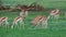 Herd of feeding springbok antelopes