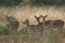 Herd of female chital Axis axis in Bandhavgarh National Park.