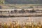 Herd of female deer in the process of bellowing during mating season. Marismas del Rocio Natural Park in Donana National Park at