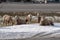 A herd of female ewe bighorn sheep gather, graze and relax in a roadside ditch during winter in Radium Hot Springs British