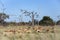 Herd of female Impala - Savuti region of Botswana