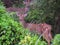 Herd of female red spotted deers in Chitwan National Park jungle in Nepal