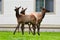 Herd of female wapity elks on the grass at Mammoth Village in Yellowstone National Park