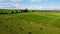 A herd on a fenced green pasture in Ireland, top view. Organic Irish farm. Cattle grazing on a grass field, landscape. Animal