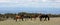 Herd of five wild horses under blue cloudy sky in the western United States