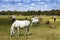 Herd of foals in the pasture