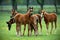 Herd of foals in the pasture