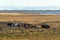 Herd of free grazing Icelandic horses in a large field by the ocean