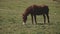 Herd of free horses grazing on green pasture,pine forest on background.White and brown horses are grazing in the field