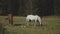 Herd of free horses grazing on green pasture,pine forest on background.White and brown horses are grazing in the field