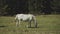 Herd of free horses grazing on green pasture,pine forest on background.White and brown horses are grazing in the field