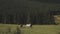 Herd of free horses grazing on green pasture,pine forest on background.White and brown horses are grazing in the field