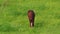 Herd of free horses grazing on green pasture,pine forest on background.White and brown horses are grazing in the field