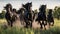 Herd of Friesian black horses galloping in the grass