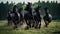 Herd of Friesian black horses galloping in the grass