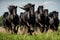 Herd of Friesian black horses galloping in the grass