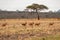 A herd of fringe-eared oryx - Oryx callotis in the panoramic savannah grassland landscapes of Tsavo East National Park in Kenya