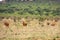 A herd of fringe-eared oryx - Oryx callotis in the panoramic savannah grassland landscapes of Tsavo East National Park in Kenya