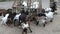 A herd of funny goats is fed fresh hay from a wooden manger