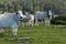 Herd of gascon cow in Pyrenees