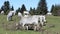 Herd of gascon cows in french Pyrenees