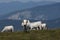 Herd of gascon cows in Pyrenees