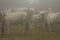 Herd of gascon cows in smog