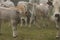 Herd of gascon veal in Pyrenees