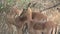 Herd of Gazelles grazing in the trees