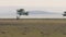 A Herd Of Gazelles Quickly Run From A Predator On The African Savannah