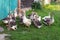 Herd of geese near a fence on a green grass of in a summer sunny day.