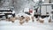 Herd of geese in the Russian village in winter