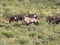 Herd Gemsbok, Oryx gazella gazela, Kalahari South Africa