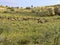 Herd Gemsbok, Oryx gazella gazela, Kalahari South Africa