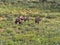 Herd Gemsbok, Oryx gazella gazela, Kalahari South Africa