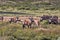 Herd Gemsbok, Oryx gazella gazela, Kalahari South Africa