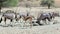 Herd of Gemsbok, Oryx gazella and springbok on waterhole