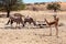 Herd of Gemsbok, Oryx gazella and springbok on waterhole, focus to oryx