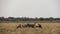 Herd of Gemsbok standing in grassland