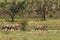 Herd of Gemsboks Oryx gazela staying in the green grass