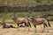 Herd of Gemsboks Oryx gazela staying in the sand with green grass around