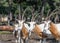 The herd of the gemsboks Oryx gazella in Safari park Ramat Gan, Israel