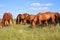 Herd of gidran horses eating fresh green grass on hungarian meadow