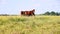 Herd of gidran horses eating fresh mown grass on hungarian meadow