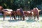 Herd of gidran horses eating fresh mown grass on a rural horse ranch