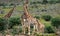 Herd of Giraffe and a baby giraffe calf